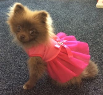 pomeranian-in-dress